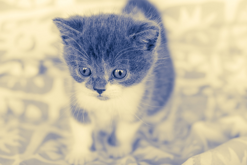 Illustration for article titled Shooting Challenge Gallery: Duotone II
